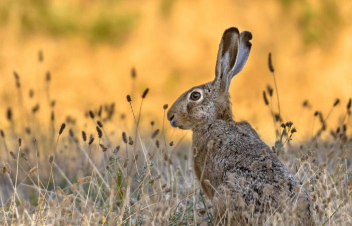 Hérault: i cacciatori decidono di sospendere la caccia alla lepre