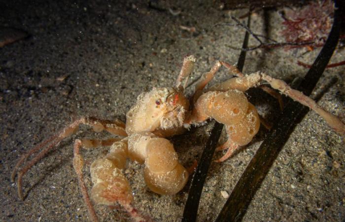 le affascinanti foto di Pierre sotto il mare, a pochi metri dalla riva