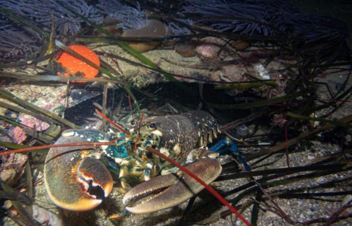 le affascinanti foto di Pierre sotto il mare, a pochi metri dalla riva