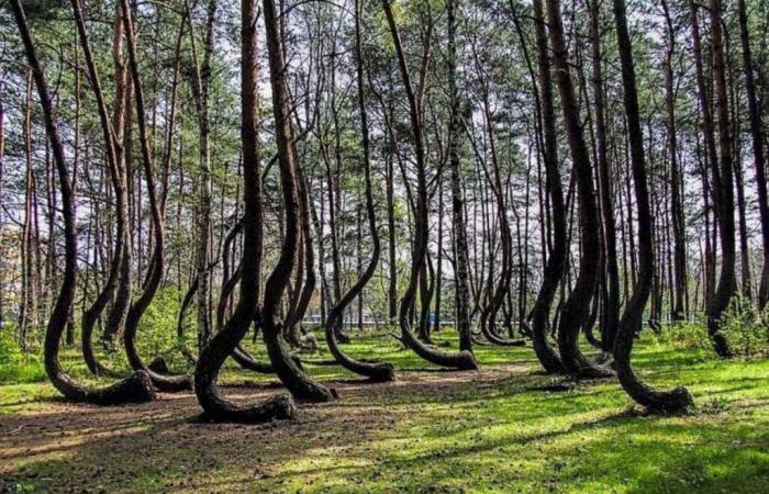 Conosci gli spettacolari e misteriosi “alberi storti” della Polonia?