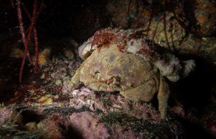 le affascinanti foto di Pierre sotto il mare, a pochi metri dalla riva