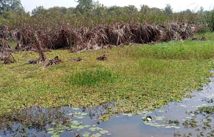 Il fiume Casamance in pericolo: interramento, tifa e ninfee minacciano questo corso d'acqua vicino a Sare Yoba