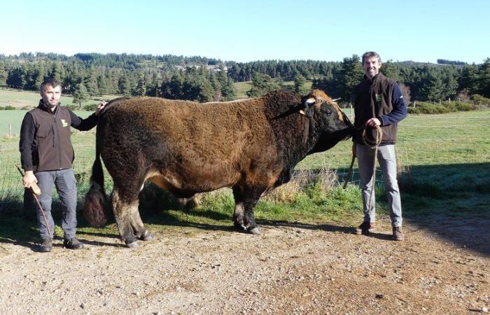 Mostra Agricola: Emilien e il suo toro Aubrac Romarin vengono selezionati per la prima volta a Parigi