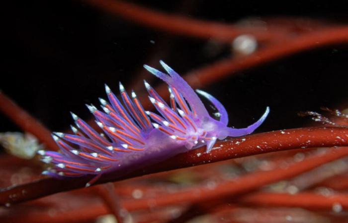 le affascinanti foto di Pierre sotto il mare, a pochi metri dalla riva