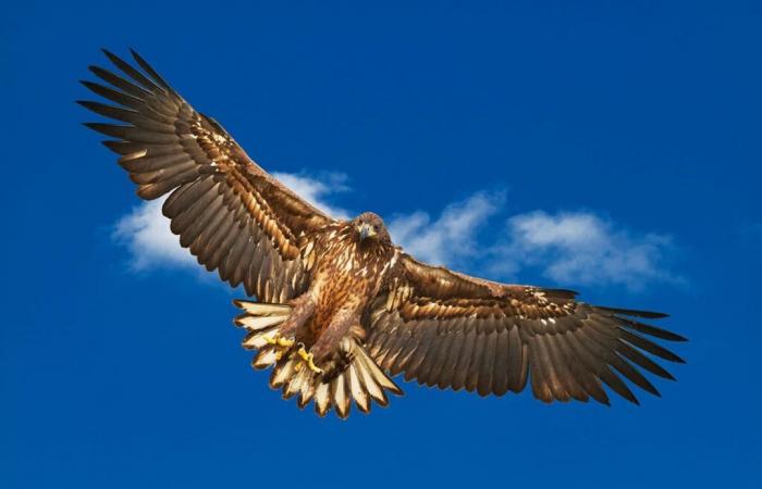 Un grifone falciato da una turbina eolica? L'incidente riaccende il dibattito