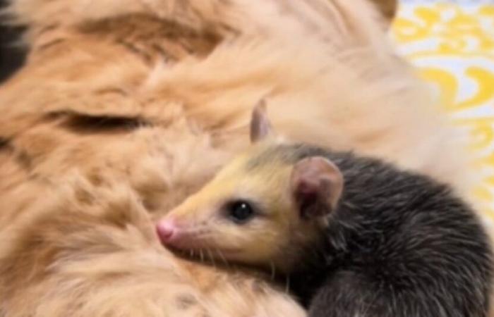 Un gatto prende in simpatia un cucciolo di opossum che vede in lui il perfetto sostituto del papà (video)