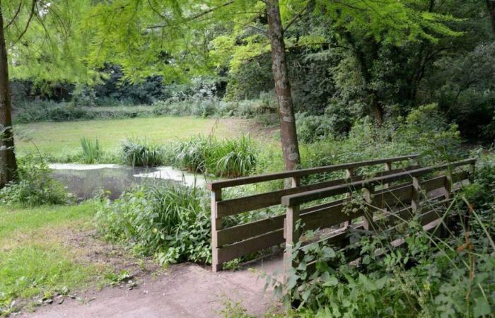 In questa città della Loira Atlantica elimineremo degli alberi… per il bene di un ruscello