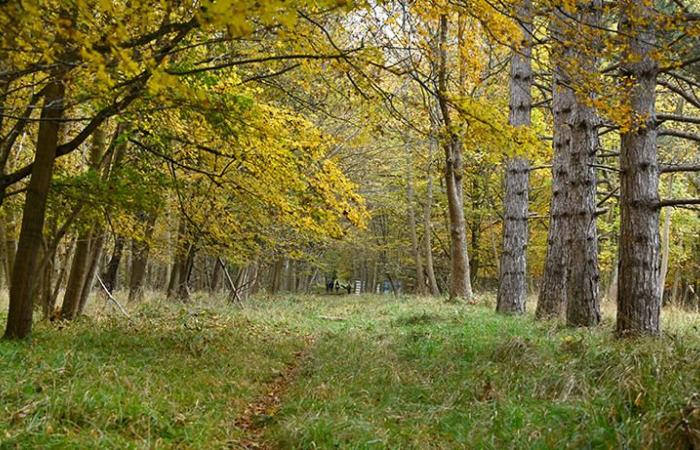 La nuova regione proprietaria di un bosco privato nel sud della Val-de-Marne