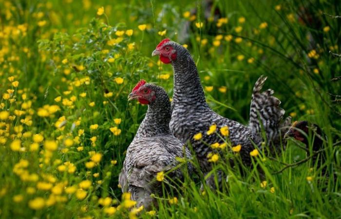 “Rolls-Royce del pollame”, la gallina a cucù di Rennes vuole salvare le sue piume