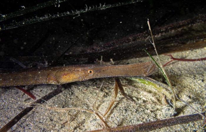 le affascinanti foto di Pierre sotto il mare, a pochi metri dalla riva