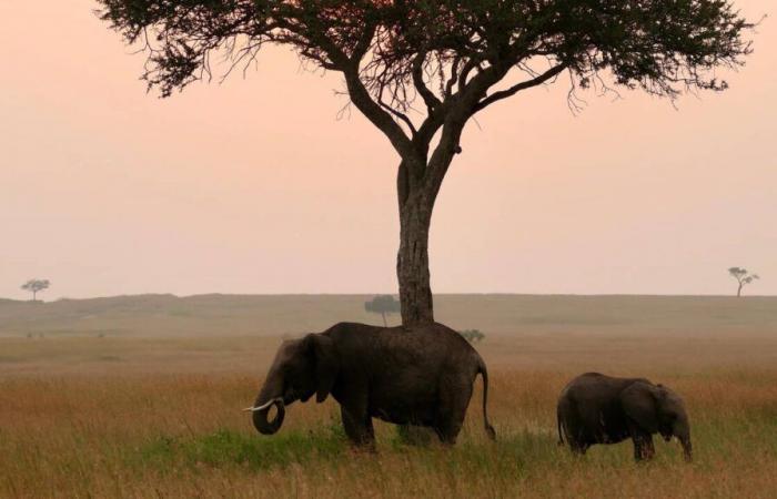 Un safari eccezionale nel cuore della savana keniana