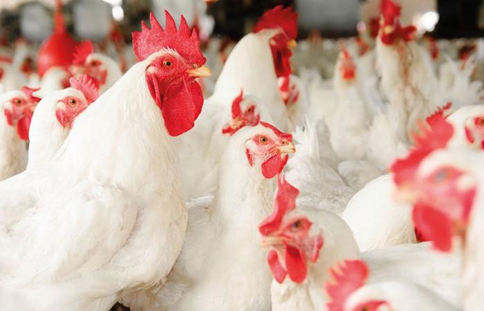 Commercio: i prezzi del pollo vivo si stabilizzano