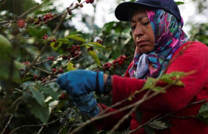 Dopo il cacao, il prezzo del caffè esplode e attira i criminali