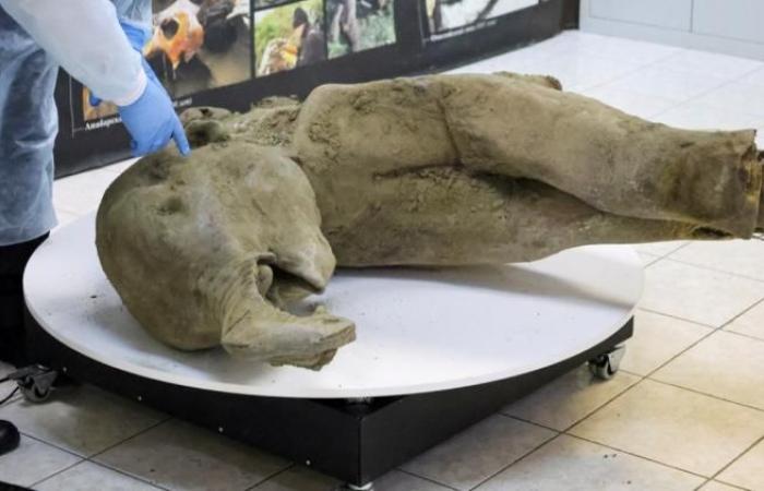 in mostra un piccolo mammut di 50.000 anni, quasi intatto