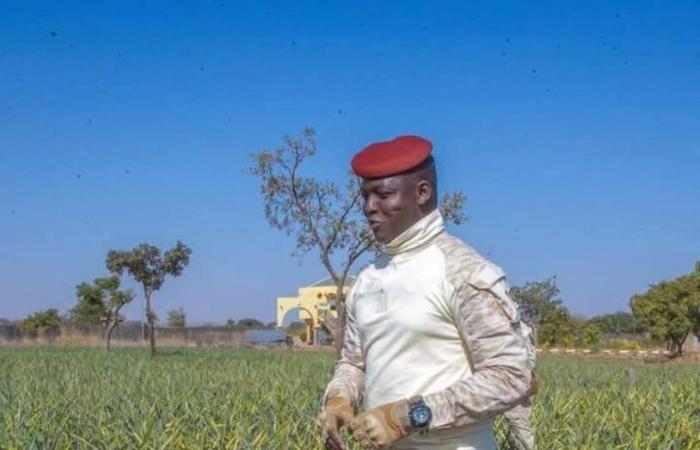 In Burkina l'esercito si cimenta nella coltivazione dell'ananas | APAnews