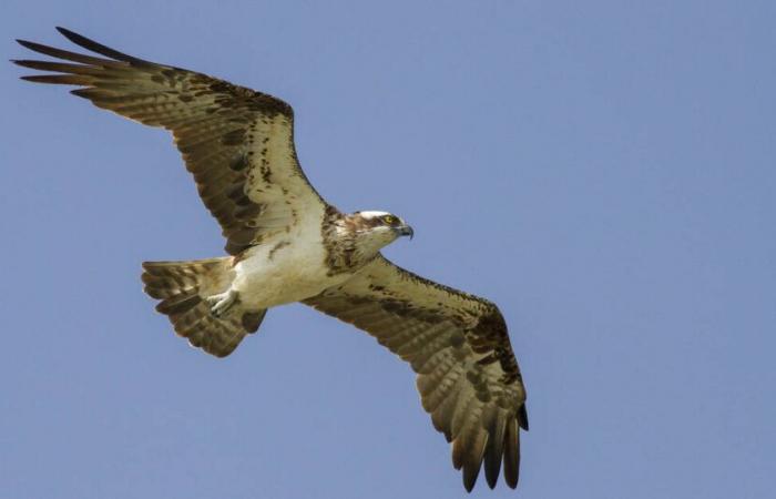 In Senegal, sull'isola dei falchi pescatori – Libération