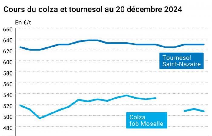 COTidienne | Semi oleosi – Calo dei prezzi della colza, in risposta al rafforzamento dell'euro rispetto al dollaro