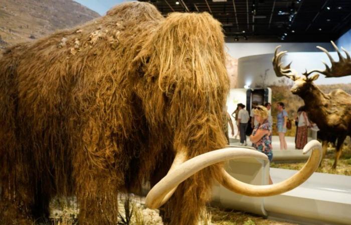 La Russia esibisce un piccolo mammut di 50.000 anni, quasi intatto