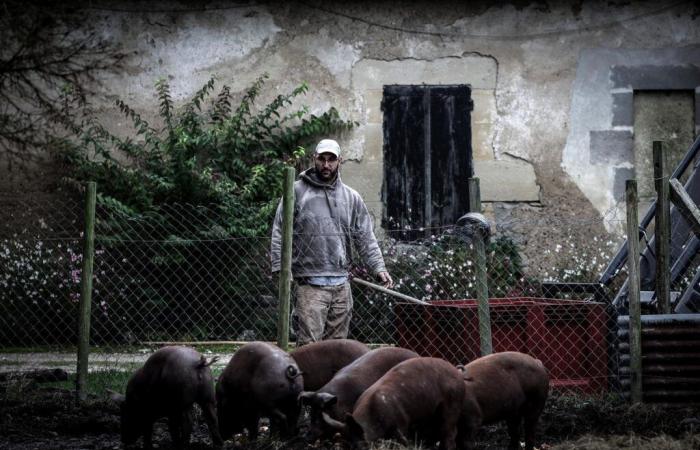 “le persone bilanciano sempre il loro budget con il cibo”