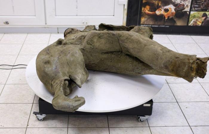 Un mammut quasi intatto di 50.000 anni in mostra in Russia