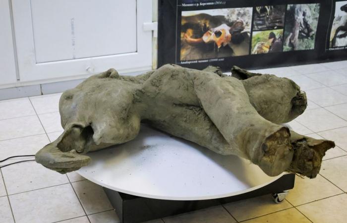 La Russia presenta un piccolo mammut di 50.000 anni quasi intatto