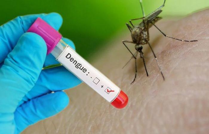 Dengue, Chikungunya, Oropouche… L'ARS della Martinica invita alla vigilanza contro gli arbovirus