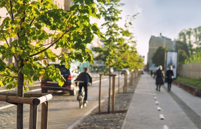 Biodiversità: una politica ambiziosa per gli alberi a Saint-Quentin-en-Yvelines