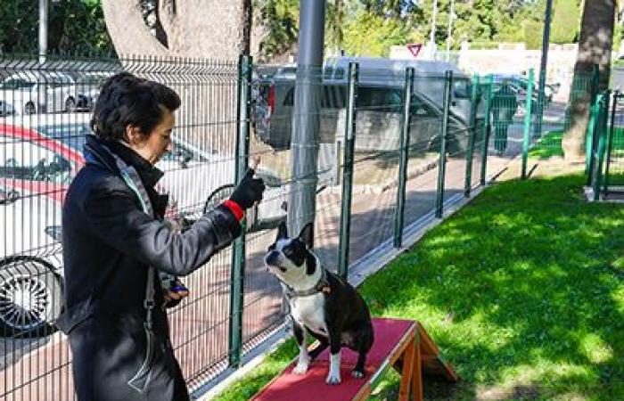 Cannes inaugura il suo primo parco per cani, rue du Lys