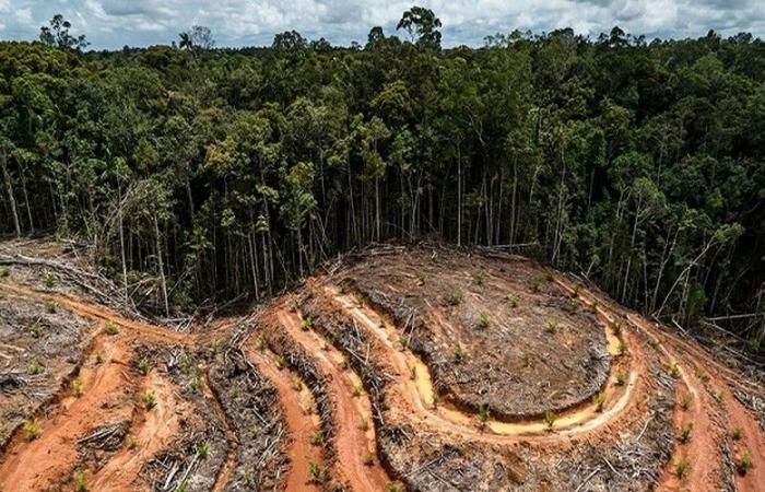 Il Gabon schiera la sua “guardia forestale virtuale” con Forest Foresight per combattere la deforestazione illegale e il cambiamento climatico – VivAfrik