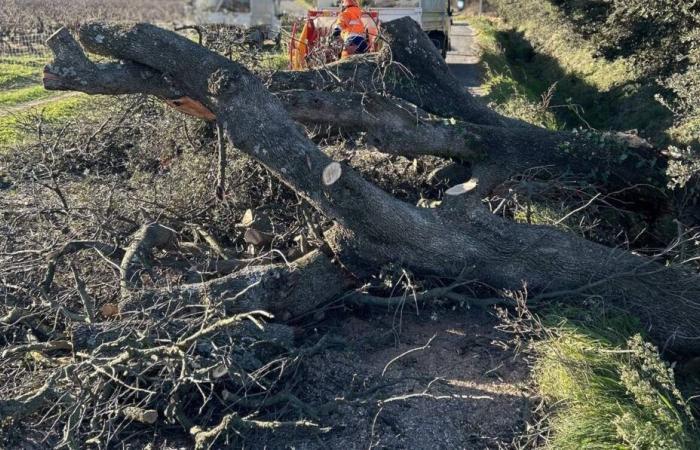 Mercatini di Natale chiusi, attività cancellate… Facciamo il punto su chiusure e cancellazioni legate alle forti raffiche di vento nel Var