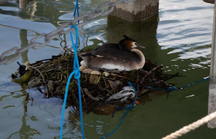 Lago di Ginevra: piattaforme galleggianti per gli uccelli e i loro nidi