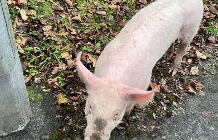 “È la prima volta che porto a spasso un maiale al guinzaglio”: scena divertente a Cholet