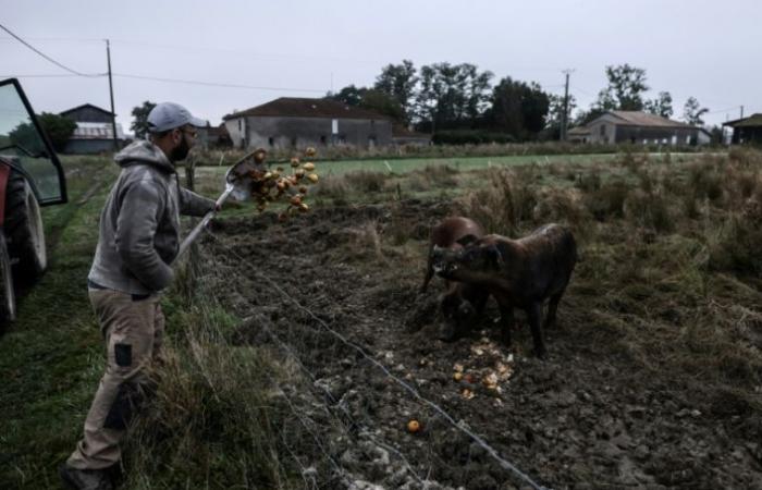 Diario di un contadino: “sul cibo sono sempre le persone a decidere il proprio budget” – 23/12/2024 alle 16:56