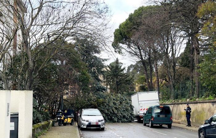 Grande spavento a Carcassonne dopo la caduta di un albero su una strada: nessun ferito, ma si sono schiantate due auto parcheggiate