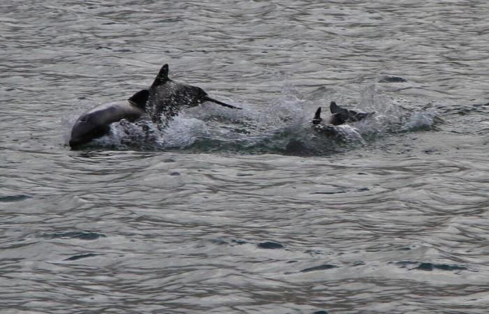 Un dispositivo che espelle i nichel e dà speranza ai pescatori di Al Hoceima