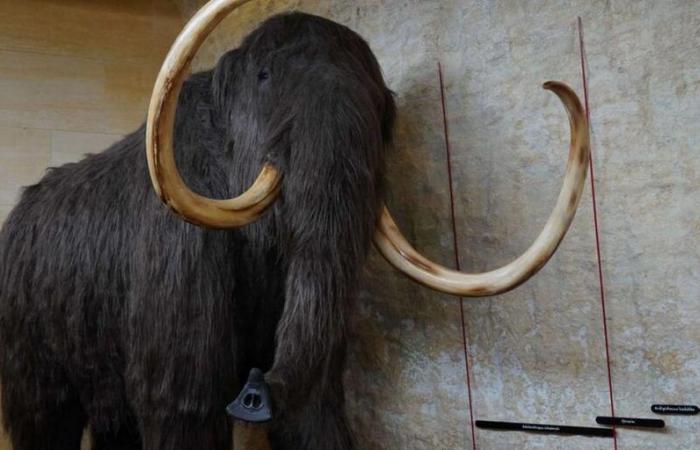 cos'è questo nuovo mammut esposto in Russia?