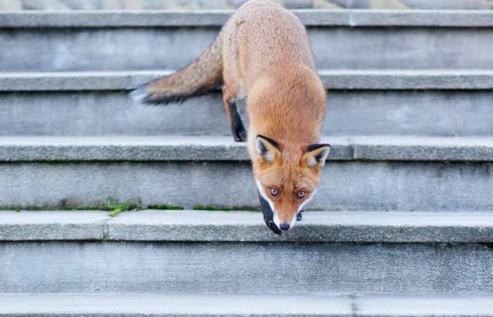 A Montier-en-Der, successo e rinascita della fotografia naturalistica – Libération