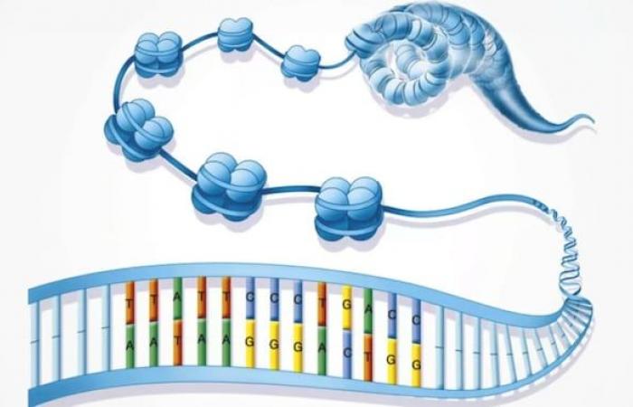 L'imballaggio del DNA