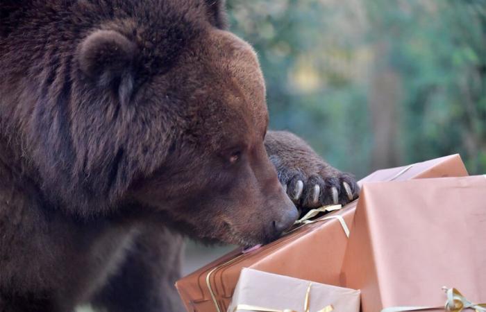 torna a casa e scopre un orso nel suo soggiorno