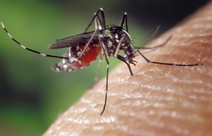 Un anno dopo il suo ritorno, la dengue morde ancora