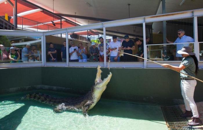 Muore il coccodrillo del film cult “Crocodile Dundee”.