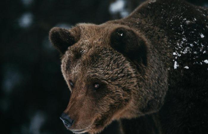 “Ho trovato un orso con la testa sepolta nel kotatsu”: tornato a casa dal lavoro, ha scoperto l'animale selvatico nel suo salotto