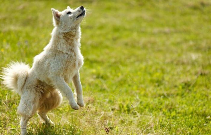 la città di Cannes inaugura il suo primo parco per cani