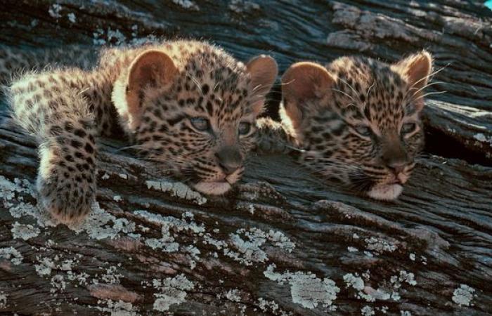 in Botswana, le avventure di una mamma e dei suoi piccoli