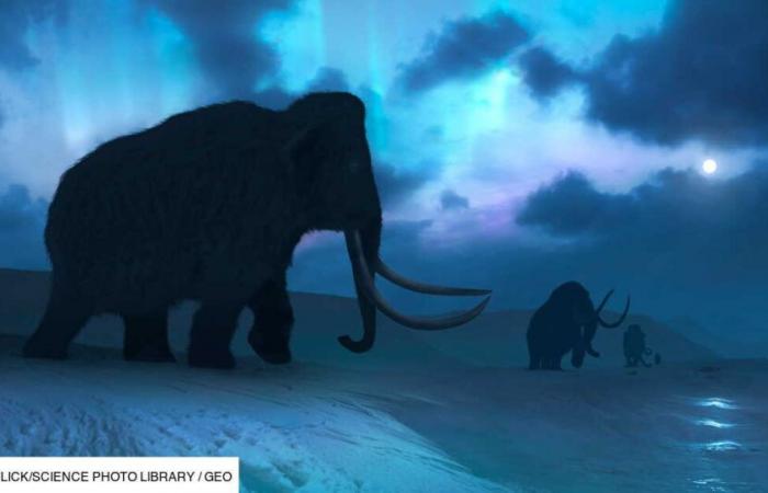 Poco prima di Natale, gli scienziati russi svelano un piccolo mammut di 50.000 anni