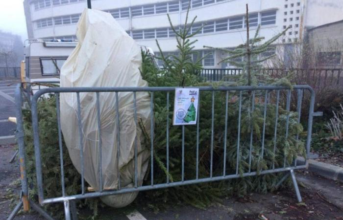 dove gettare l'albero di Natale dopo le feste?