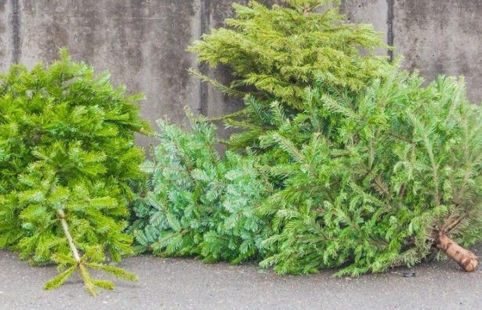 Cosa fare con l'albero di Natale dopo le feste? Scopri l'ubicazione dei punti di raccolta a Sète Agglo