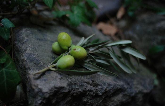 Olio d'oliva, fino a che punto si spingerà la Turchia?