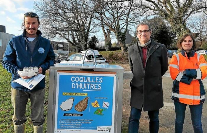 “Se l’esperienza sarà positiva, potremo svilupparla durante la Settimana del Golfo”: l’agglomerato di Vannes vuole promuovere i gusci di ostriche