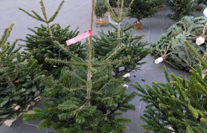 Natale a Nizza. Divieto di gettare un albero in strada: ecco dove liberarsene